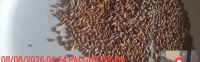 water-affected-wheat
